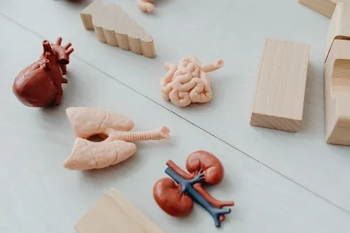 Organ Transplantation Body Image